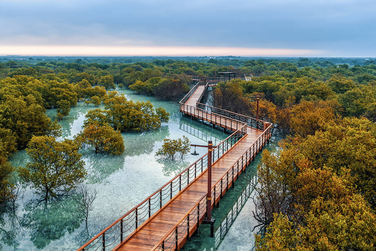 Jubail Island Mangrove Park Boardwalk